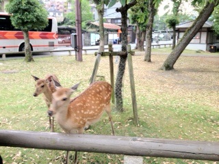 12-5nara6.jpeg