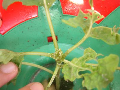 CIMG1685_R.jpg