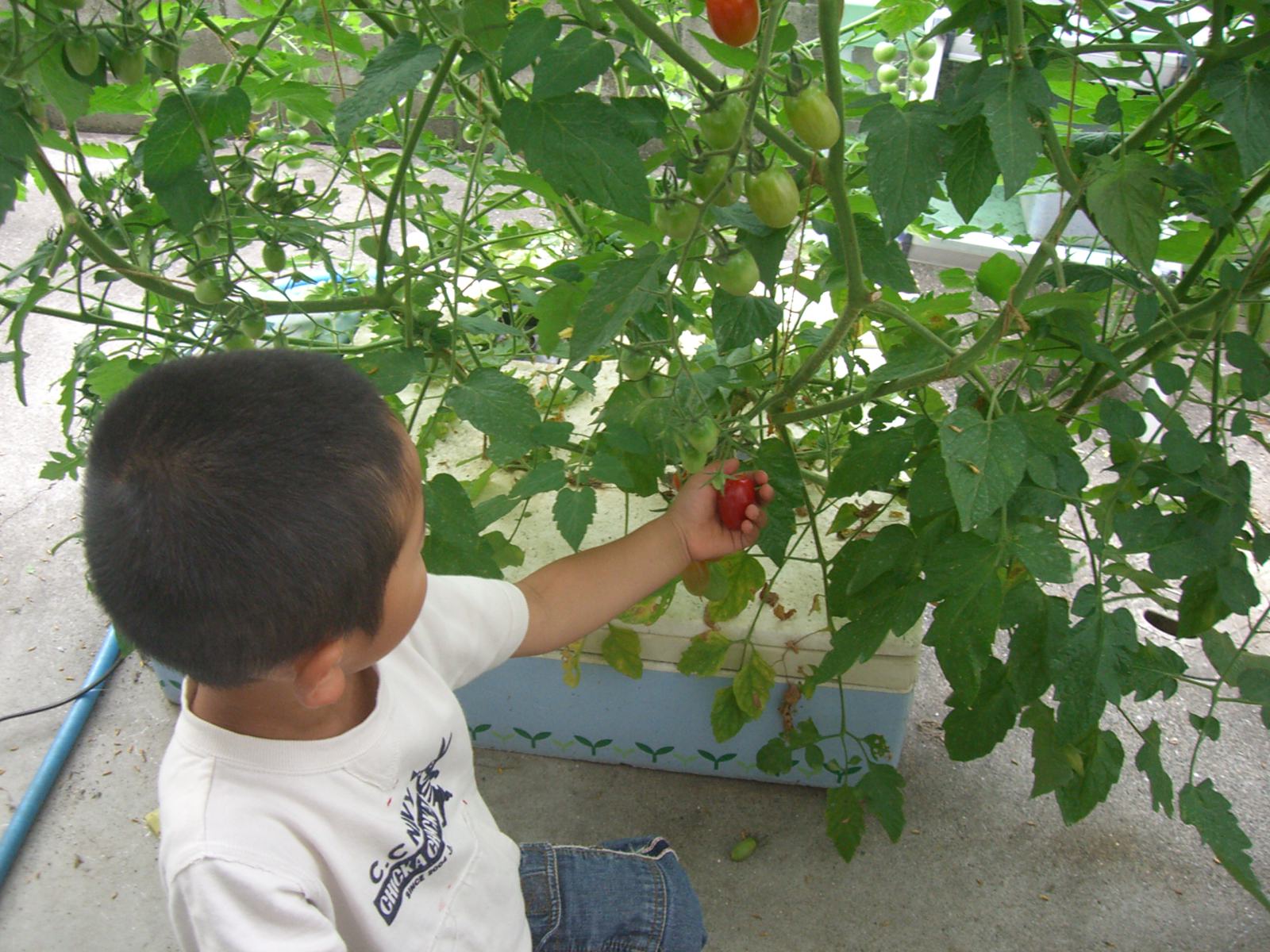 ミニトマト初収穫 アイコはゆっくり待って採るとおいしいよ 水耕栽培ｑ ａ