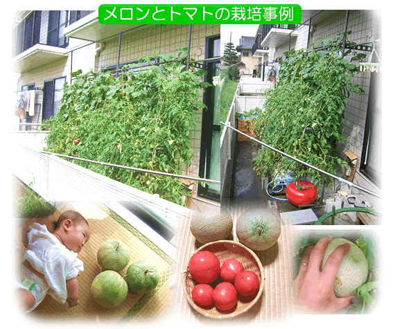 melontomato1.gif