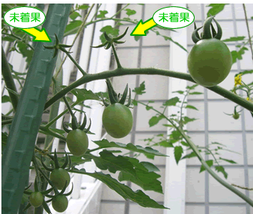 トマト ミニトマトが着果しない理由 水耕栽培ｑ ａ