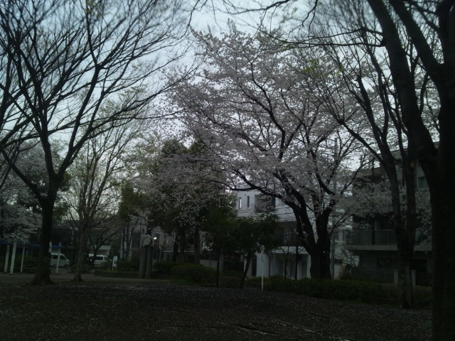 327sakura4.jpg