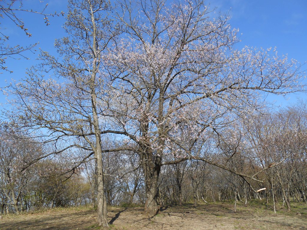 503sakura1.jpg