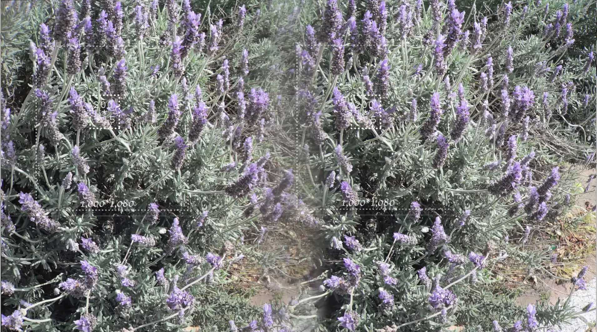 lavender light