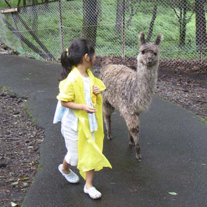 誕生日キャンプ_ラマ