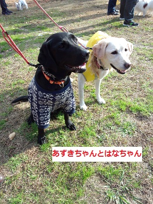 IMG_20121201_135836.jpg