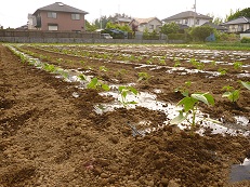 P1000458.jpg