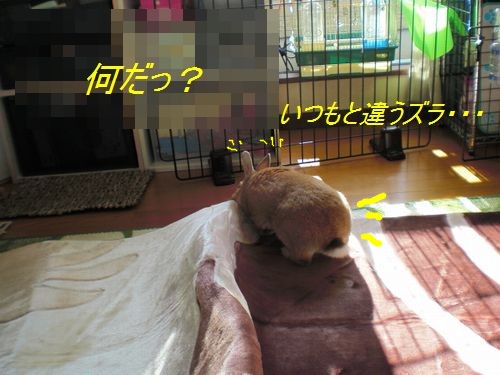 爪切り8