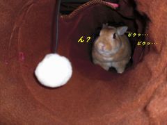 トンネル5