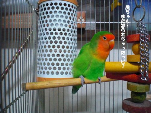 悪ウサギ10