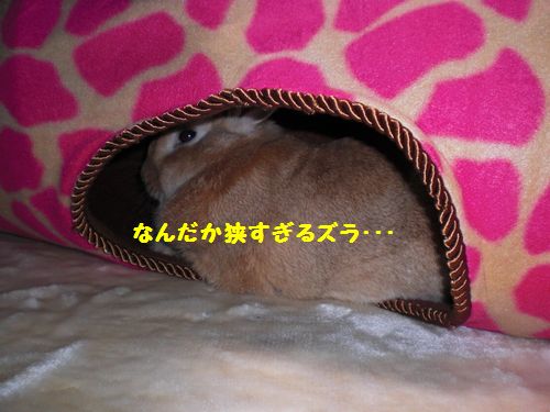 バナナ5