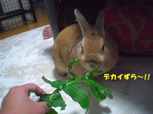 大根5