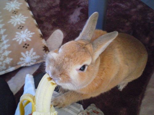 ばなな3
