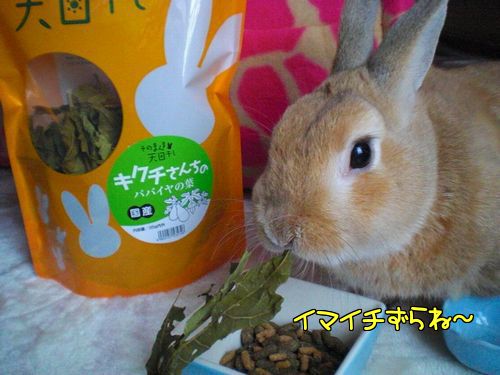 パパイヤ1