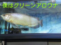 jCQN8vmo9Lex7XA_1350742348_mj.jpg