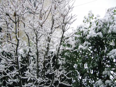 初雪