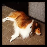シュウ3