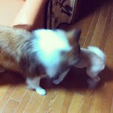 バトル