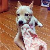 こむぎ6