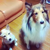 シュウ&こむぎ