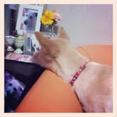 こむぎ30