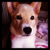 こむぎ26