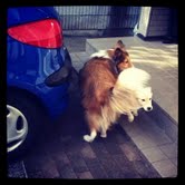 シュウ&こむぎ9