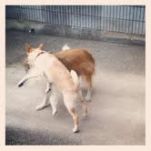 シュウ&こむぎ3