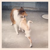 シュウ&こむぎ