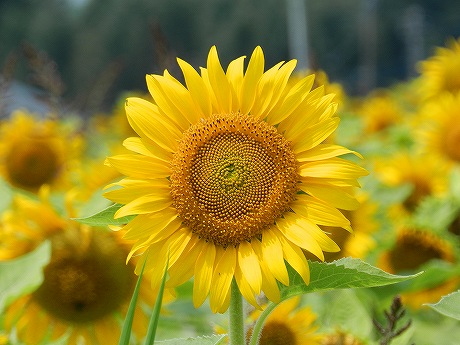 3745.jpg