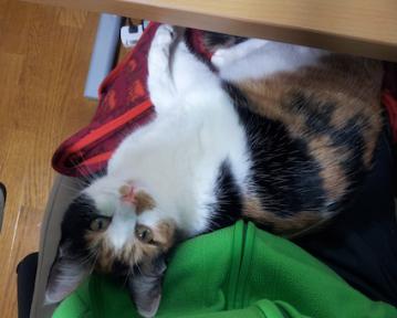 ころ