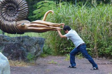 アンモナイト