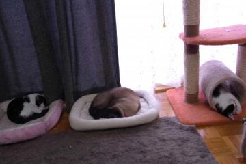RIMG0320_convert_20121001191807.jpg