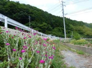 花畑2