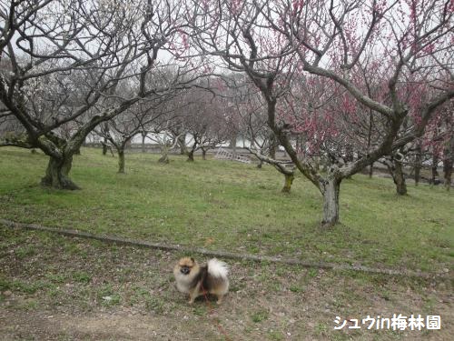 20130320ume-1.jpg