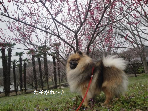 20130320ume-2.jpg