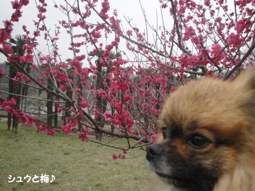 20130320ume-3.jpg