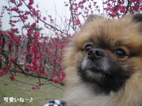 20130320ume-4.jpg