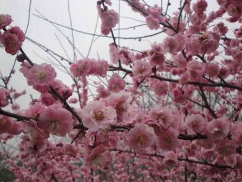 20130320ume-5.jpg