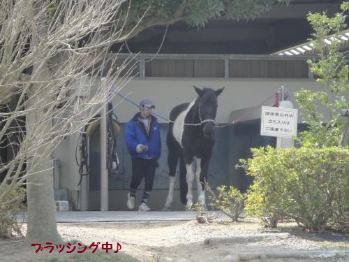 20130323uma-4.jpg