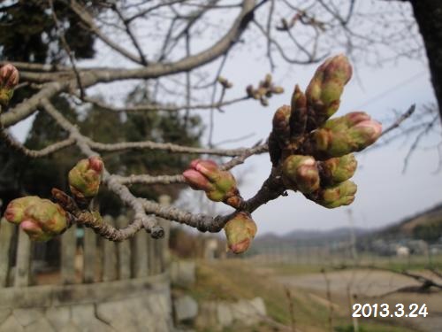 20130324-1.jpg