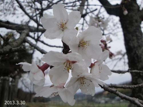 20130330-2.jpg