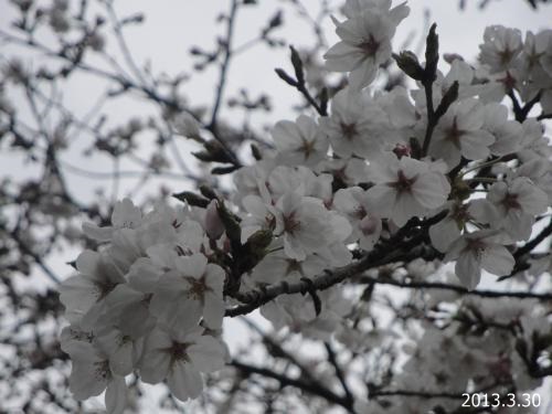20130330-4.jpg