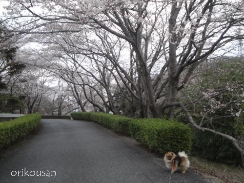 20130331pm-14.jpg