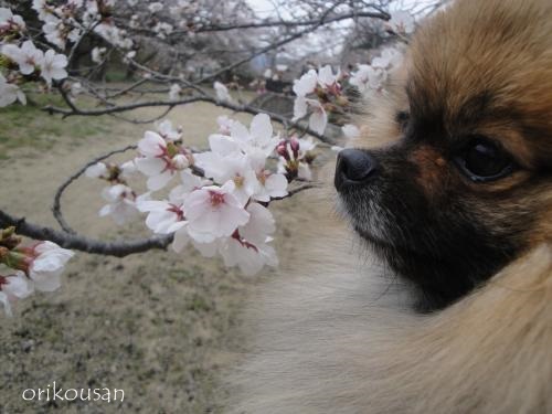 20130331pm-2.jpg