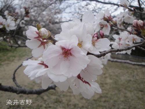 20130331pm-3.jpg