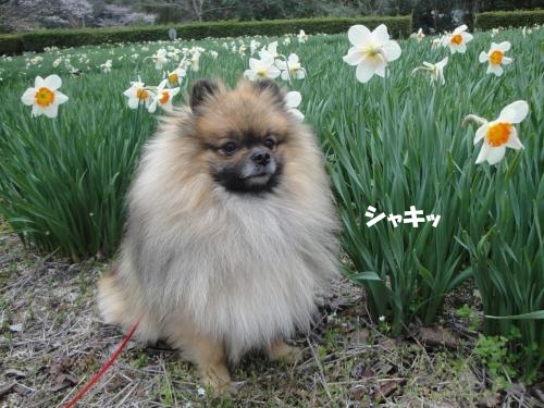 20130331pm-5.jpg