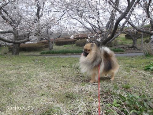 20130331pm-6.jpg