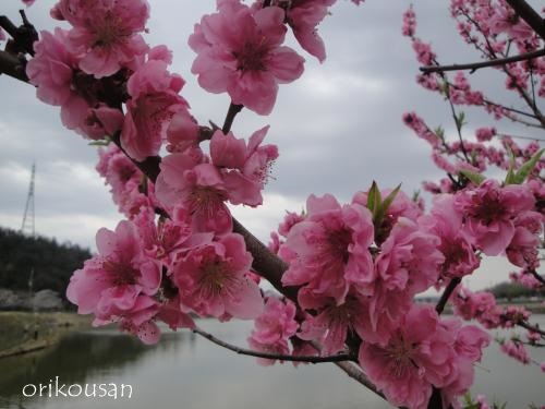 20130331pm-7.jpg