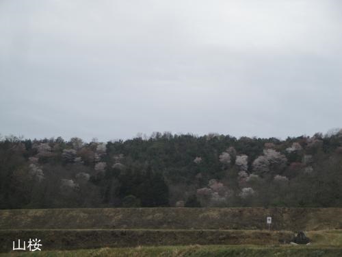 20130406-2.jpg